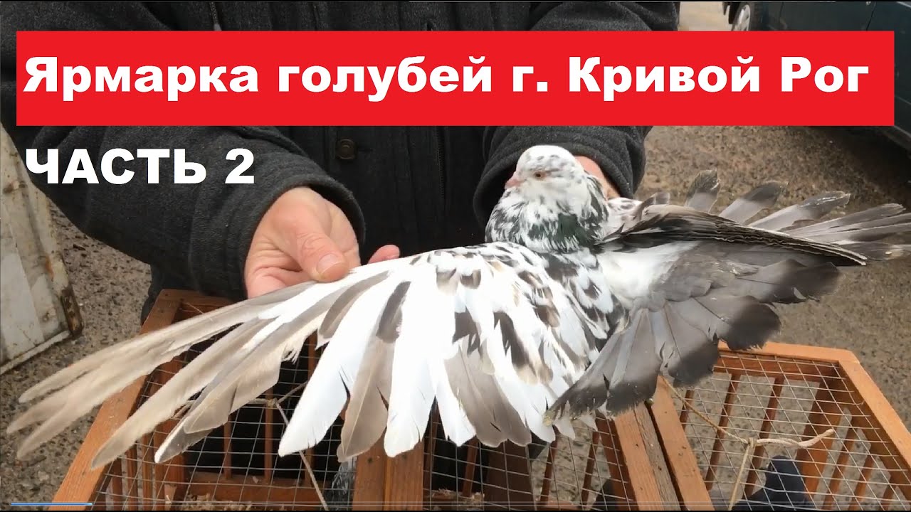 Ярмарка голубей г. Кривой Рог 27.01.2024. Ч.2