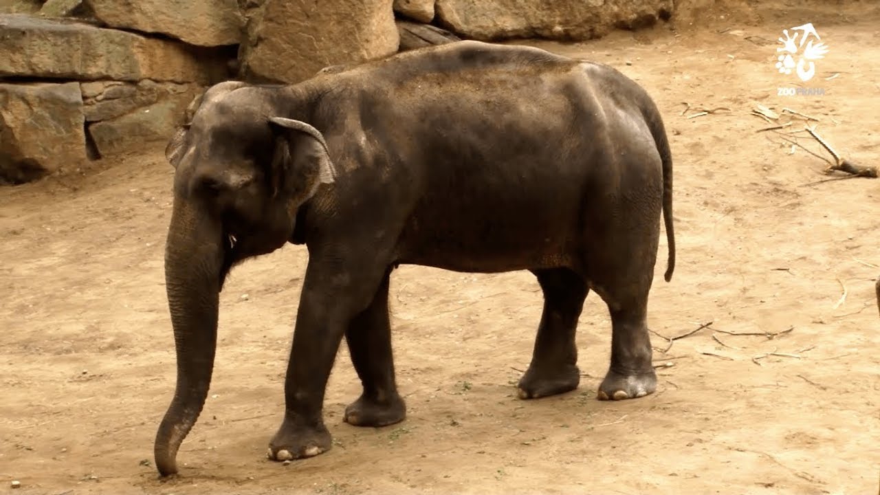 Zoo Praha: Přivezte mi třeba slona