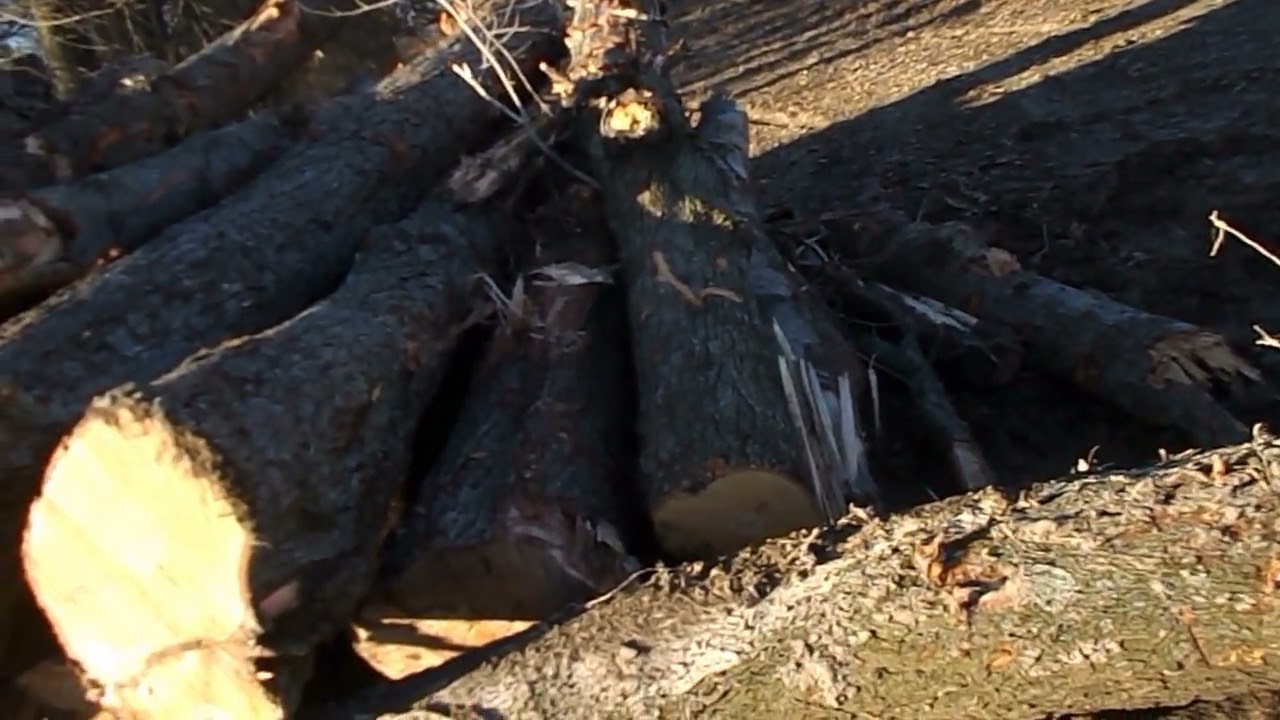The Overview of the Tree Work Monday Jan 9th 2023