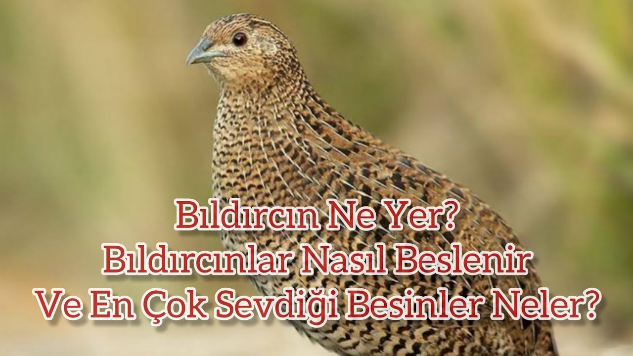Bıldırcın Ne Yer? Bıldırcınlar Nasıl Beslenir Ve En &Ccedil;ok Sevdiği Besinler Neler?