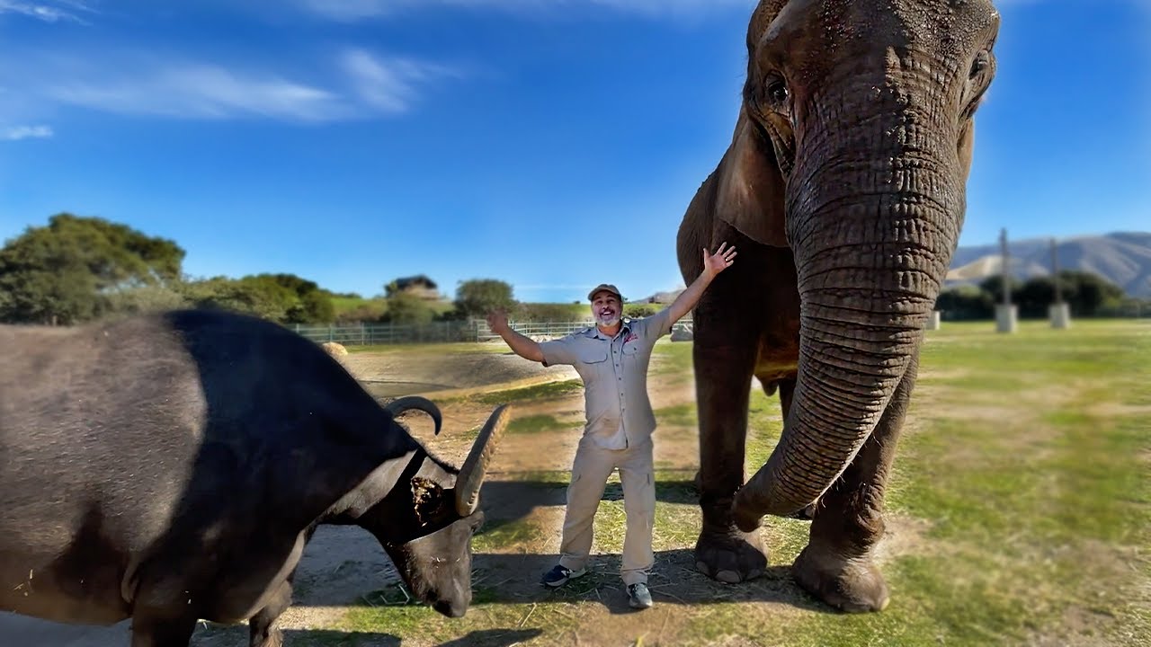 Amazing Zoo Tour with Wild Dinosaurs