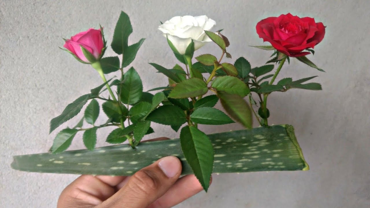 Coloquei Galhos de Rosas na Aloe Vera e veja o incrível resultado