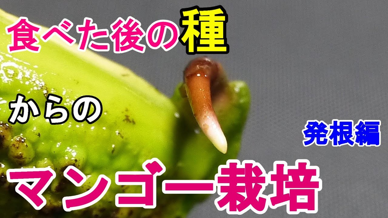 マンゴーの種まき１　種の取り出し～発根