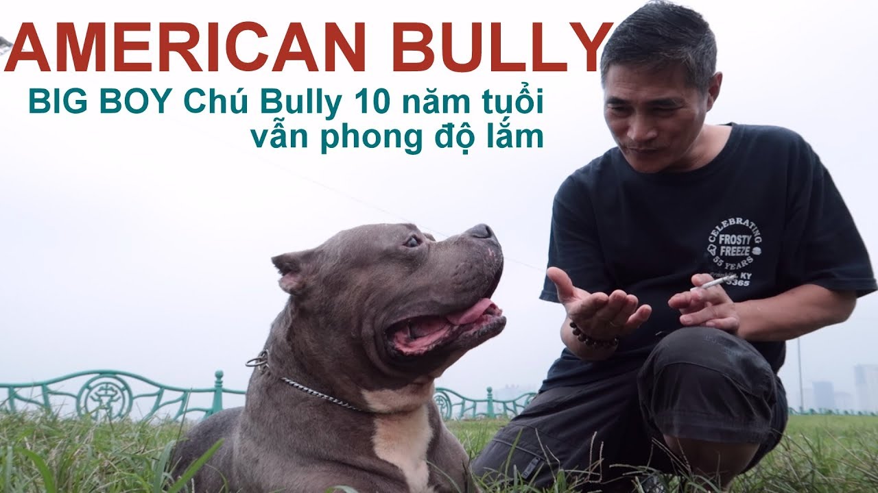 AMERICAN BULLY -BIG BOY đ&atilde; 10 tuổi m&agrave; vẫn Phong độ/NhamTuatTV-Dog in Vietnam