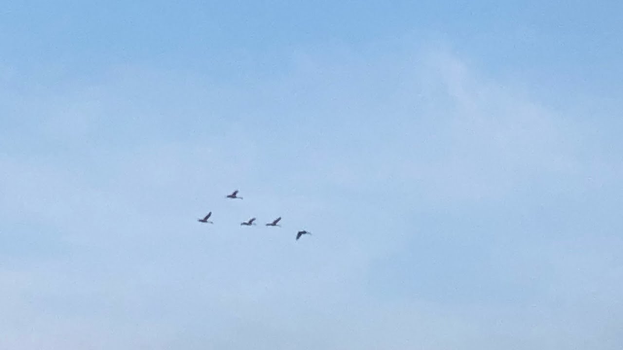 Орел Анна - Журавлі (з репертуару The HARDKISS)