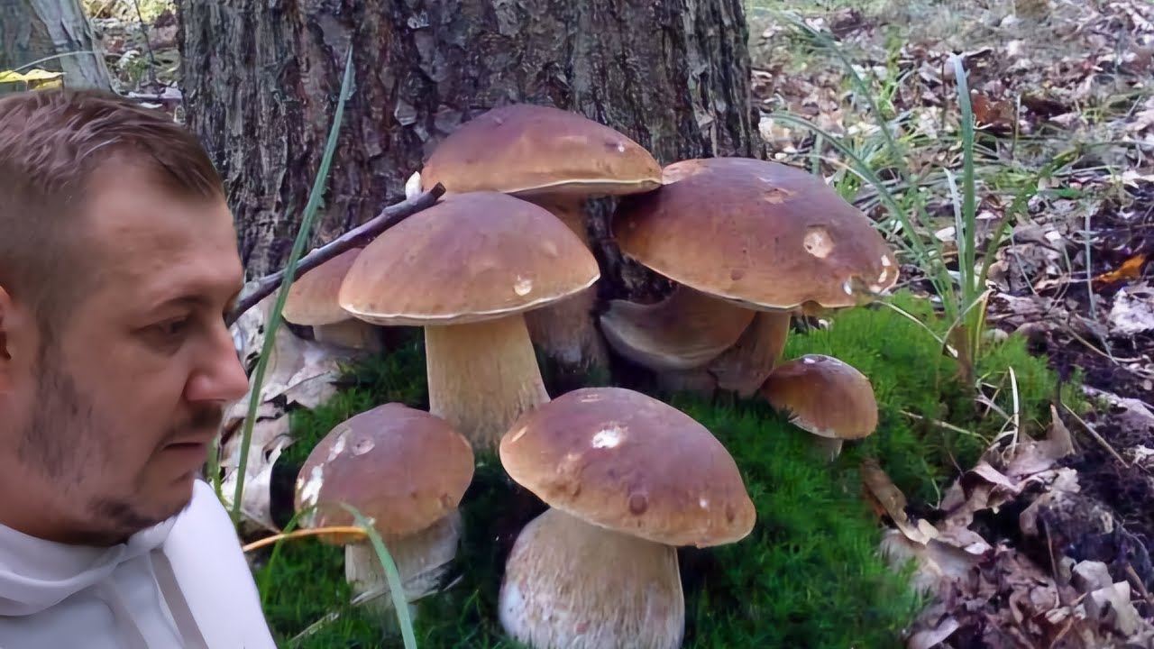 Am fost să culegem 🍄Hribi🍄‍🟫 si am găsit aproximativ 16kg 🫣