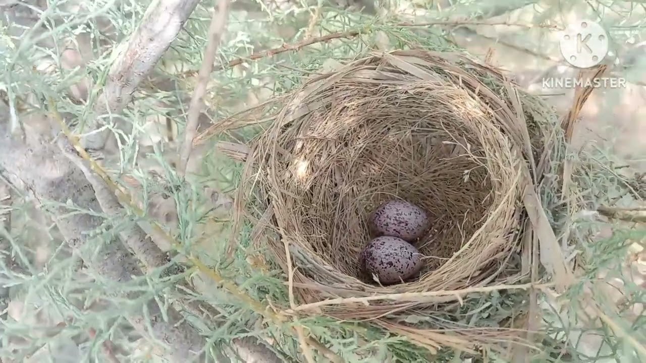 البحث عن اعشاش الطيور وافراخ البلابل 🐦‍⬛🐦