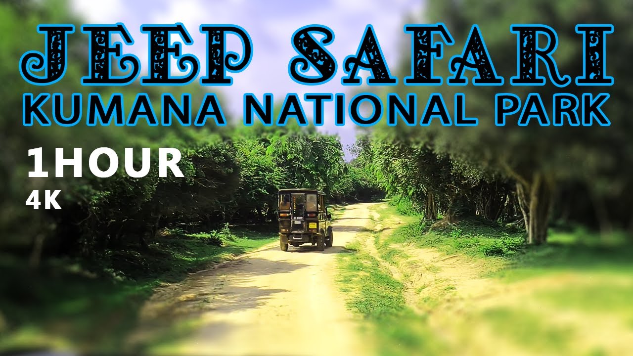 Jeep Safari Adventure in Kumana National Park - Sri Lanka's Ultimate Wildlife Experience | ceylon