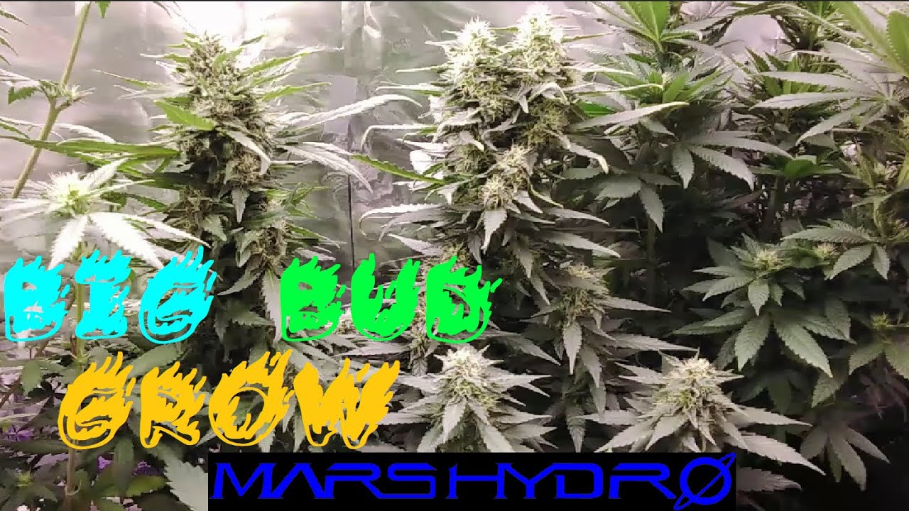 Big Bud weed Plant Show/Cannabis Grow Show w/ Mars Hydro #bud #grow #plants #weedfarm