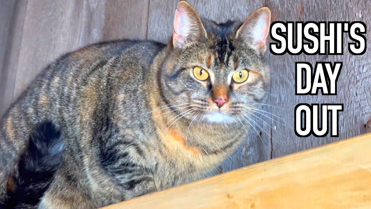 New Barn Cat Explores The Cat Cave