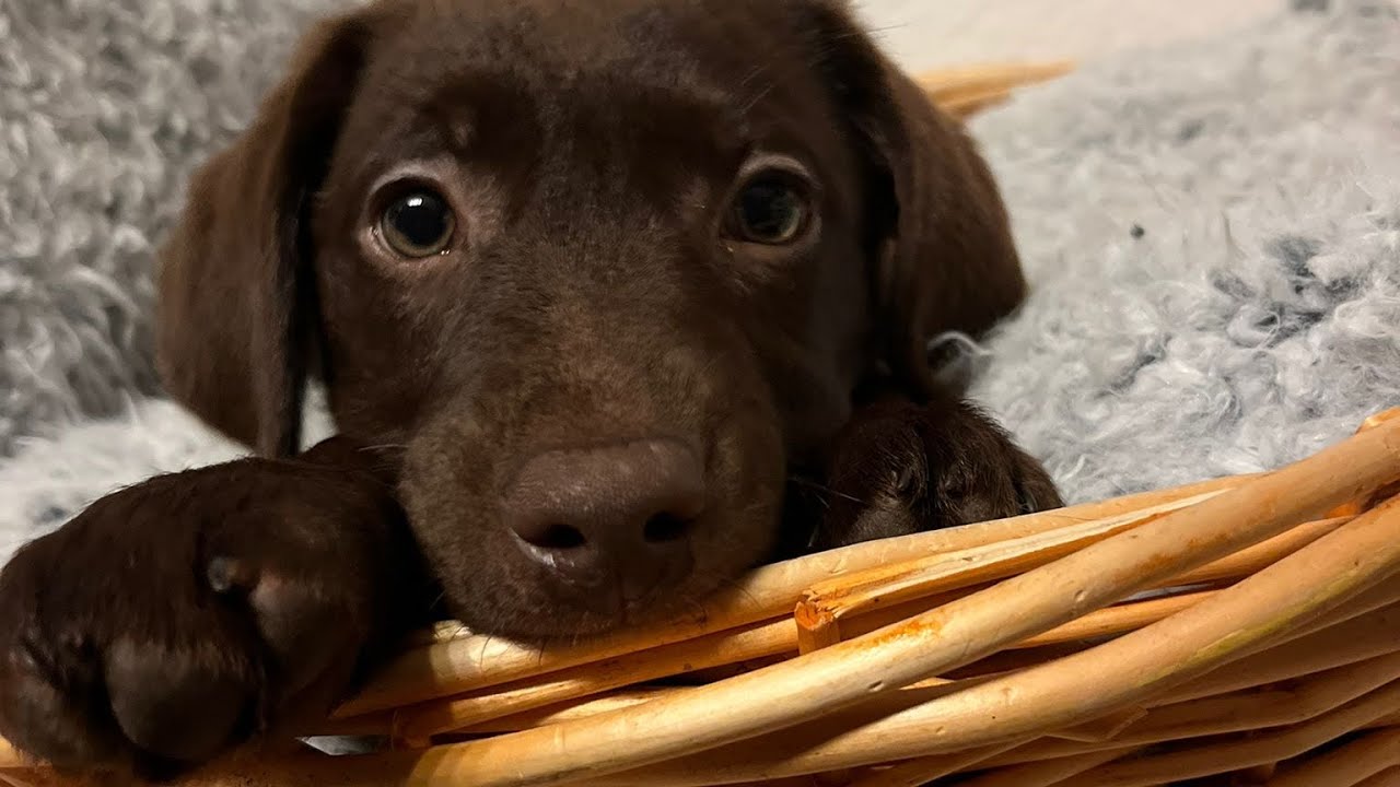 Hilda zieht ein! Labrador Welpe!
