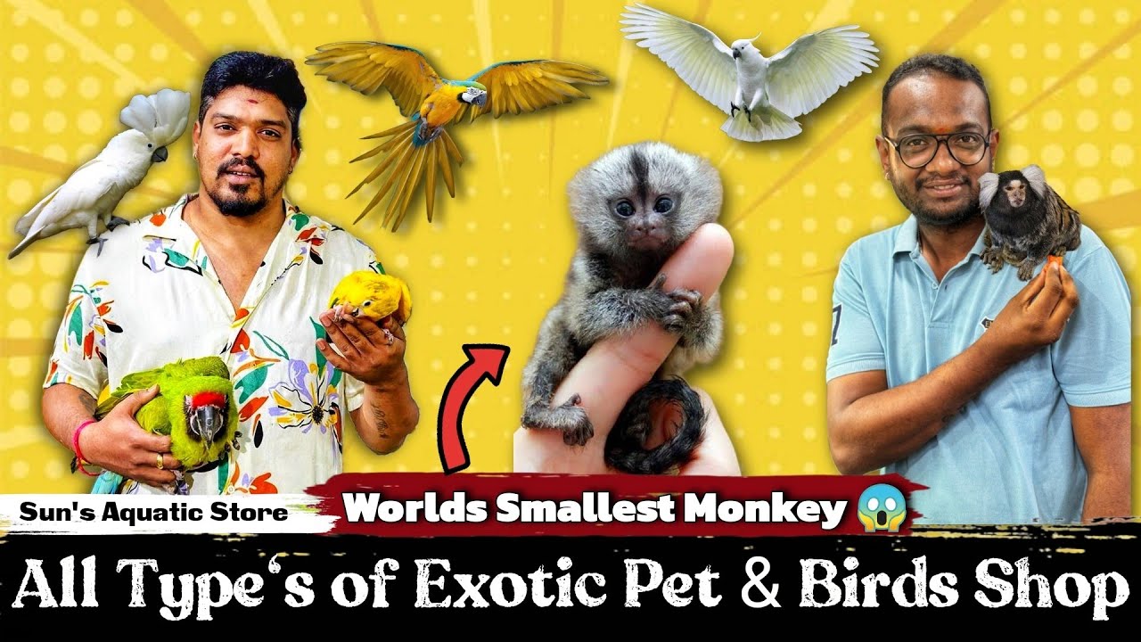Exotic Birds & Pets Store Bangalore | Pocket Monkey | Sun's Aqua Store | Snake &  Reptiles