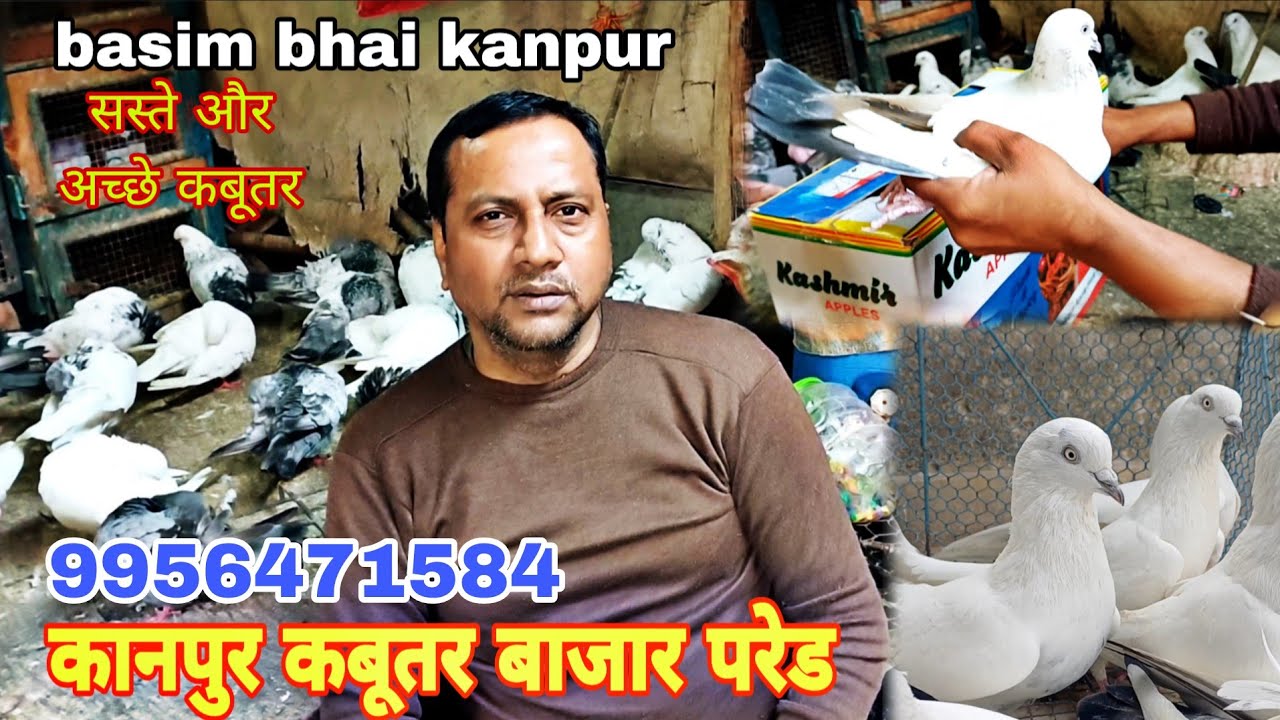 कानपुर कबूतर बाजार परेड. Kanpur pigeon market baseem bhai #youtube #viral 