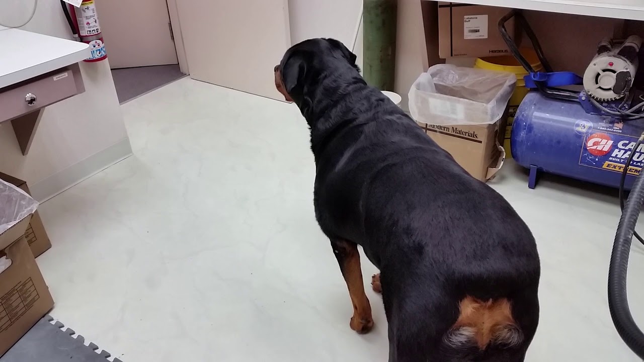 My smart rottweiler...HOSAM LAHOUD