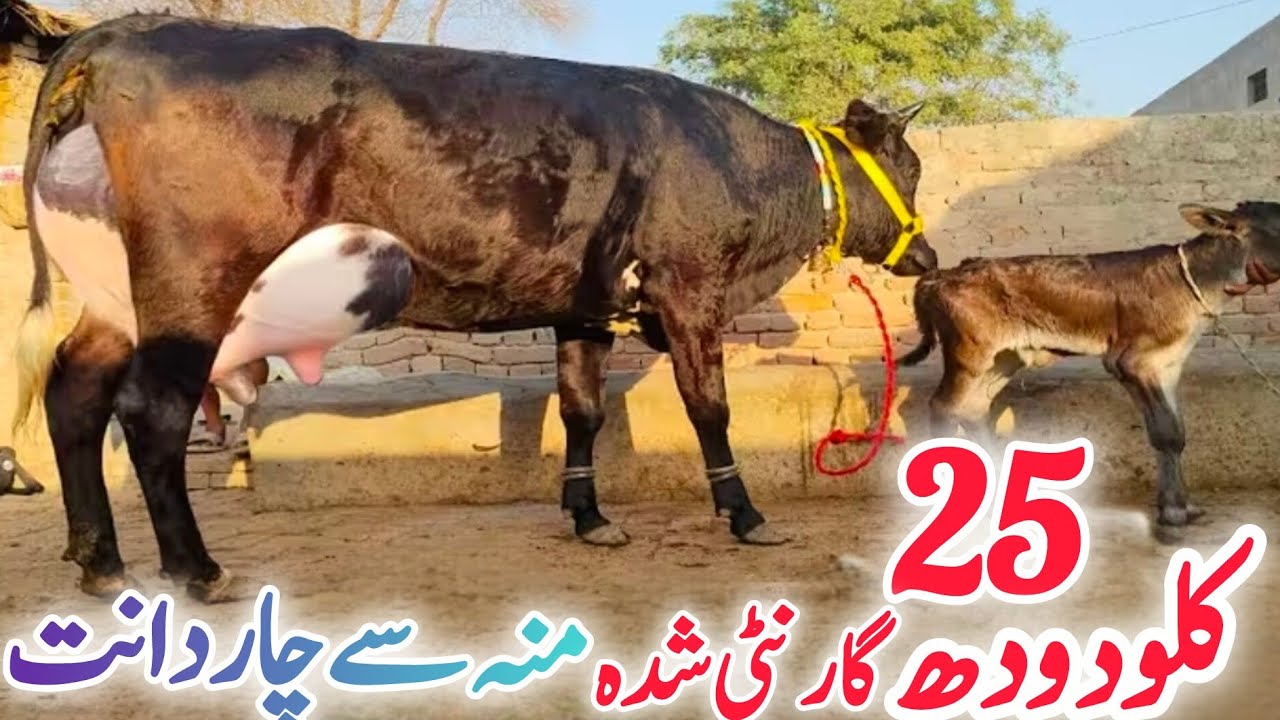 💎(0326-3951451) تاریخ 20فروری 2026.تازہ سوئی چولستانی فریزین کراس گائے فارسیل دودھ 20کلو ان پاکستان 