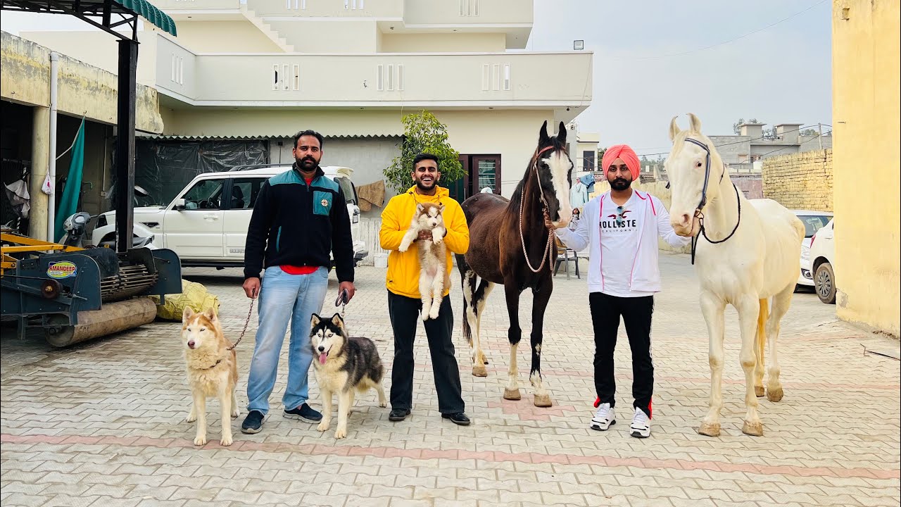 This Man Lives with Dogs And Horses in His house 😱