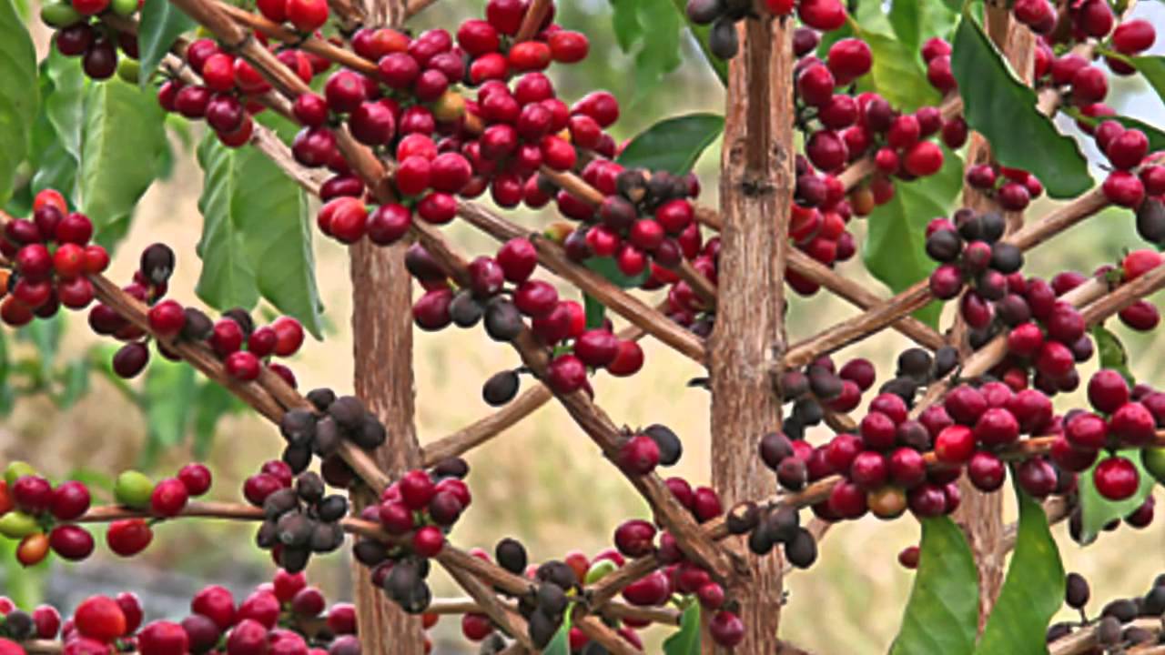 Historia del café y su exportación en Guatemala