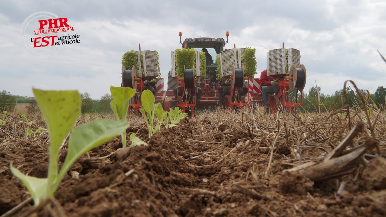 Tabac : Installation de gaines goutte-à-goutte jetables