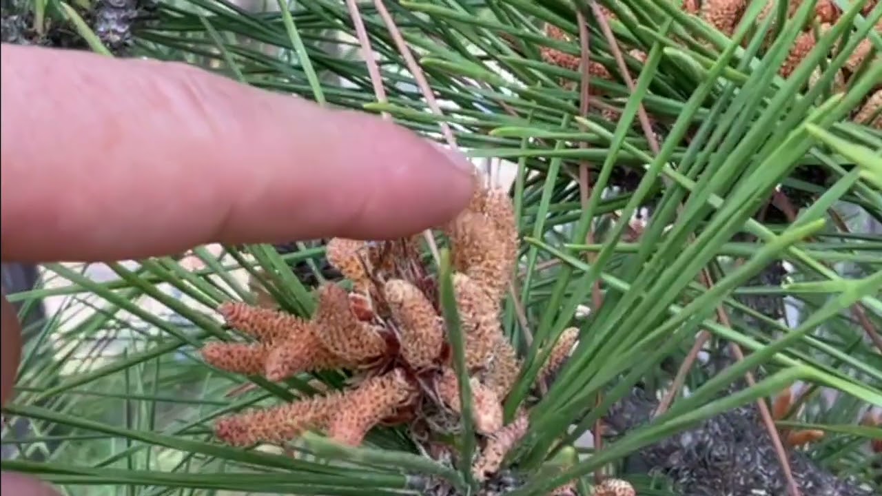 マツの花粉の様子