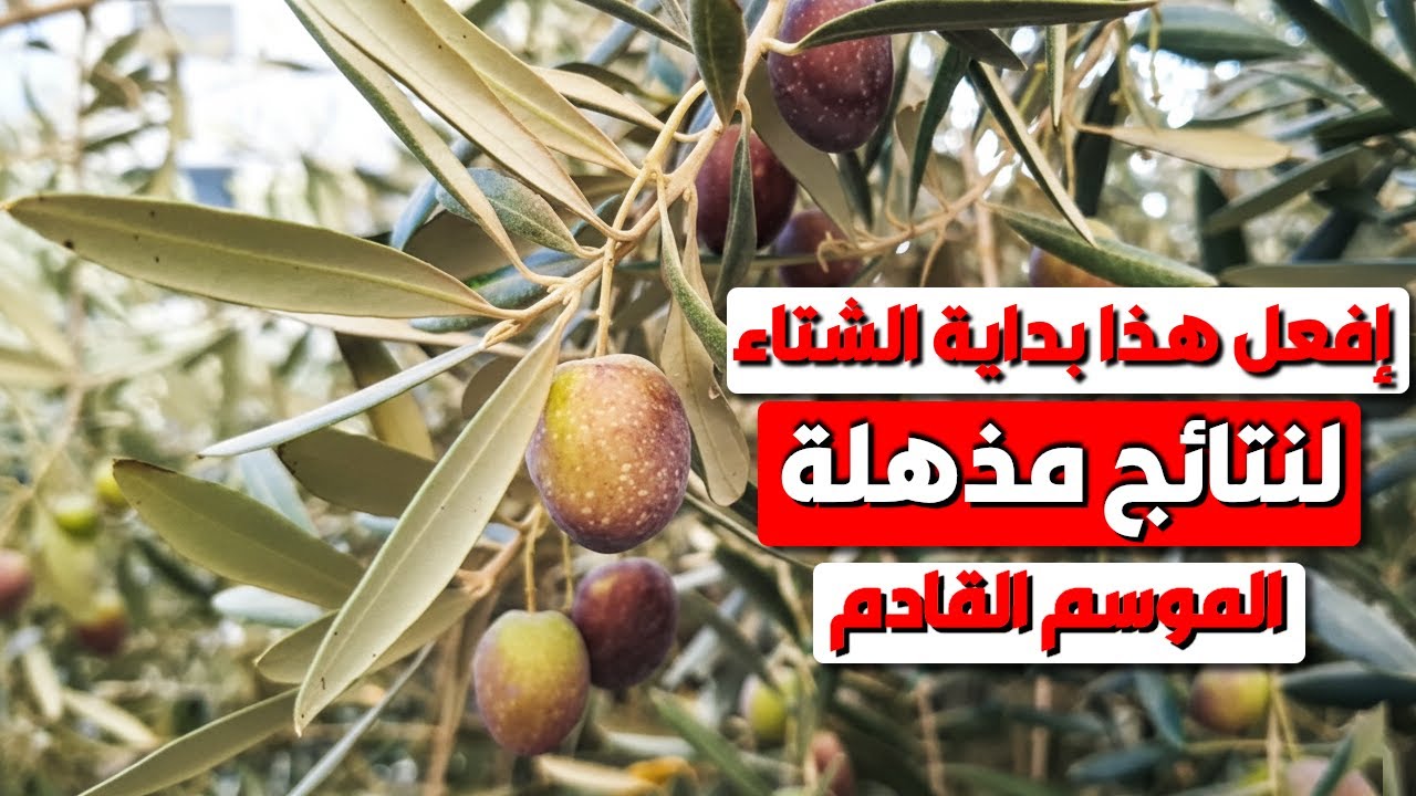 لنتائج مذهلة ونجاح الزيتون الموسم القادم إفعل هذا ،تحضير اشجار الزيتون للموسم القادم! خطوة بخطوة