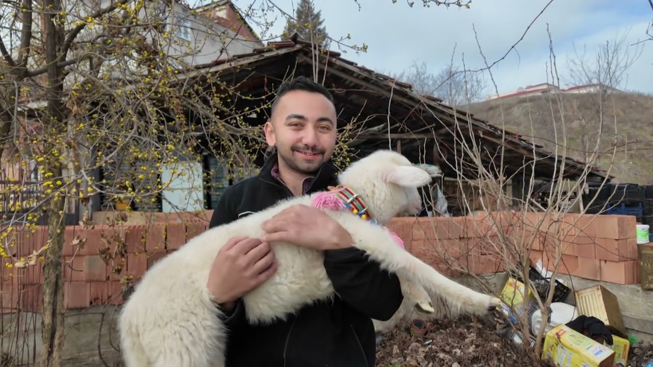 Sinop’ta sahibinin peşini bırakmayan kuzu maskot haline geldi
