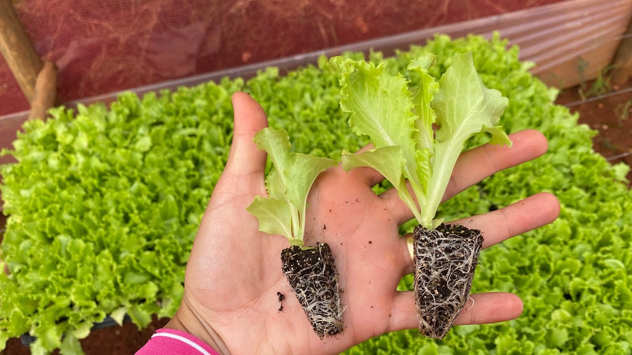 DIFERENÇAS ENTRE BANDEJAS PARA MUDAS