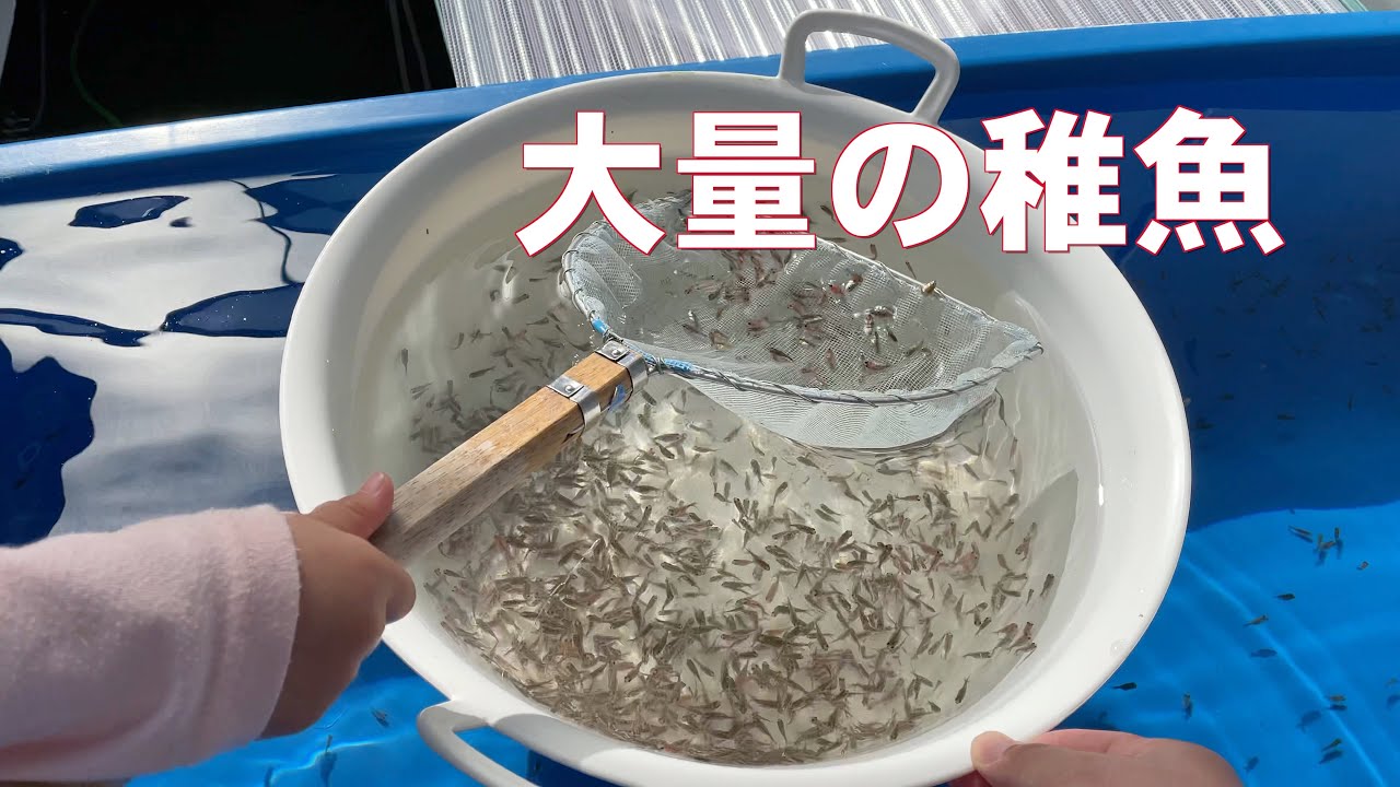 大量の金魚の赤ちゃんの飼育