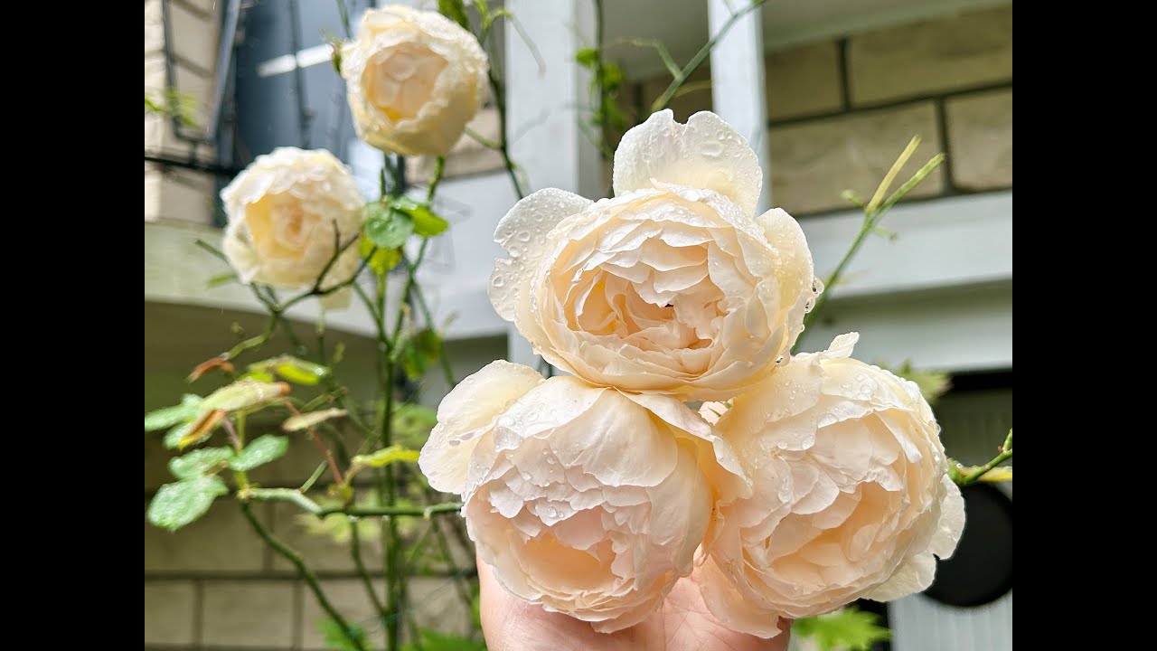 95 ROSES IN MY GARDEN (85 varieties, 32 David Austin roses)