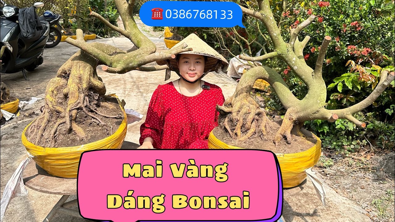10/3 ☎️0386768133 Em Như nhập lô mới dáng trực bonsai đều có (chợ gạo tiền giang)