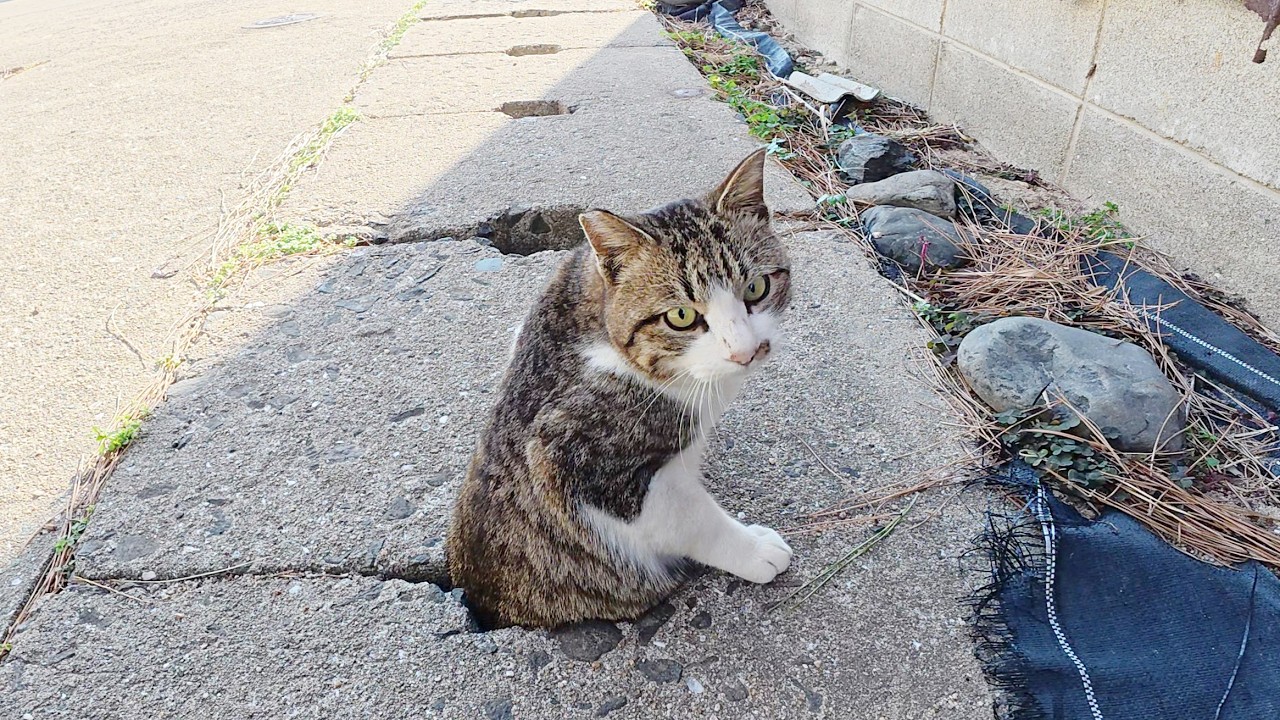 Кота преследует кот-соперник, и он прячется в водоёме.