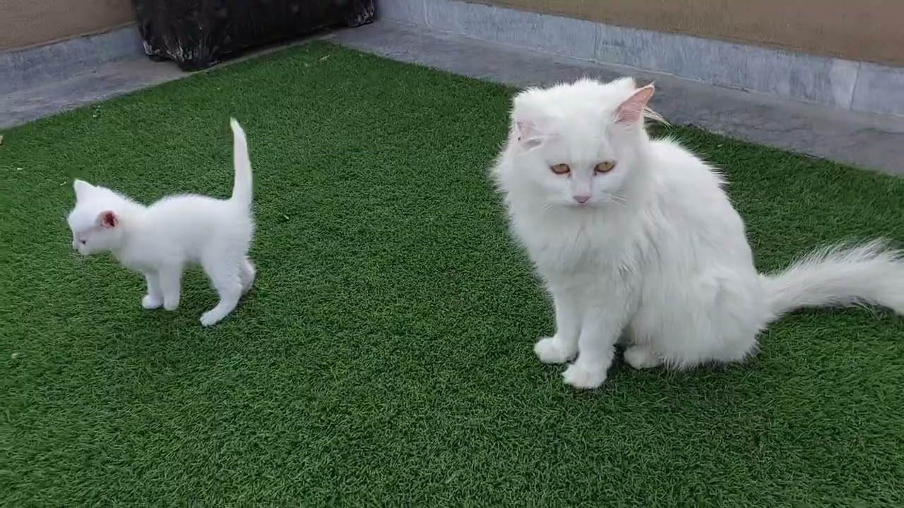 Wild Kittens Are Overwhelmed Infront Of Mother Cat 