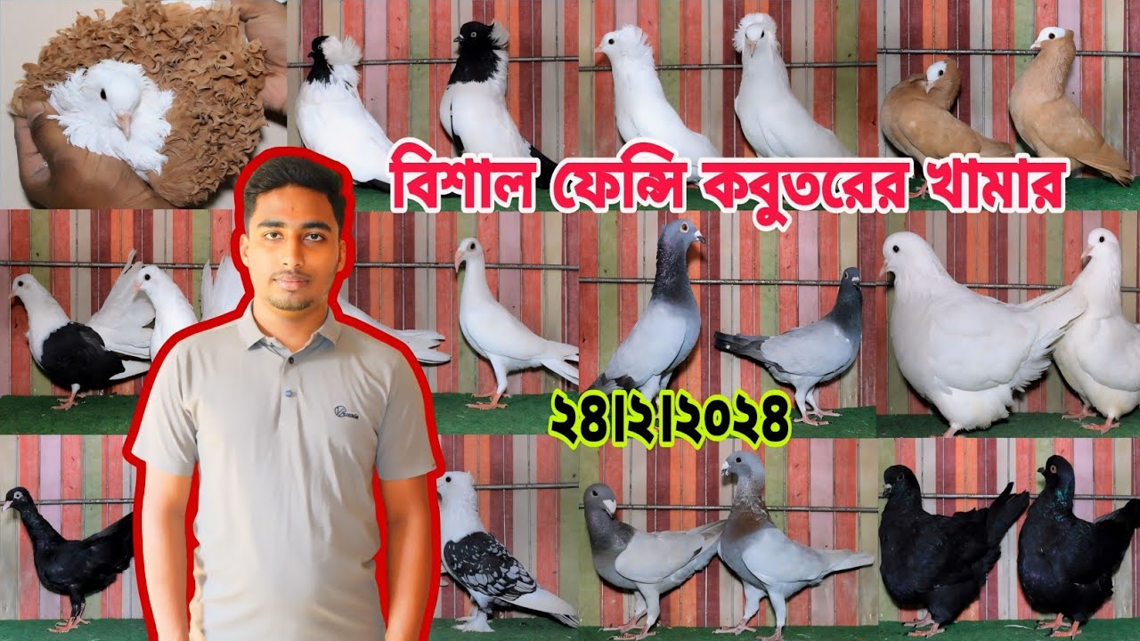 সবচেয়ে বড় কবুতর খামার ১ জোরা কবুতর কিনলে ১ পিস কবুতর একদম ফ্রি। Pigeon farm।