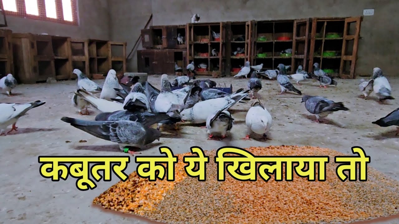 कबूतर को ये खिलाया तो | Sabri's Pigeon Home | Jaipur Tonk Pigeons