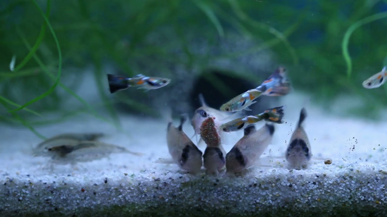 Mejorando la raza del Guppy. (Etapa Acu 320L Parte 6)