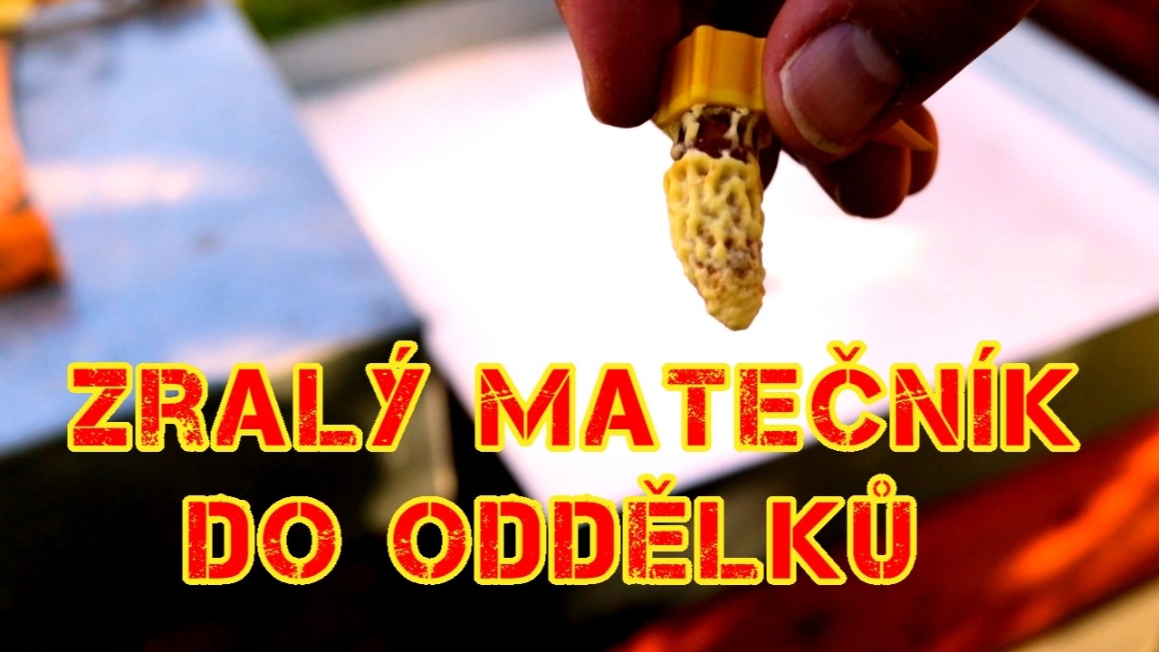 Chov matek, zužitkování zralých matečníků na tvorbu oddělků