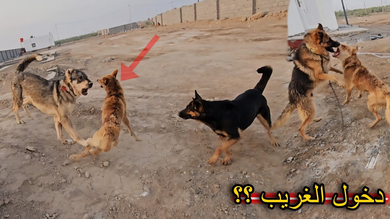 دخول كلاب الشارع إلى مزرعتي !! رد فعل كلابي صدمني 😨🔥