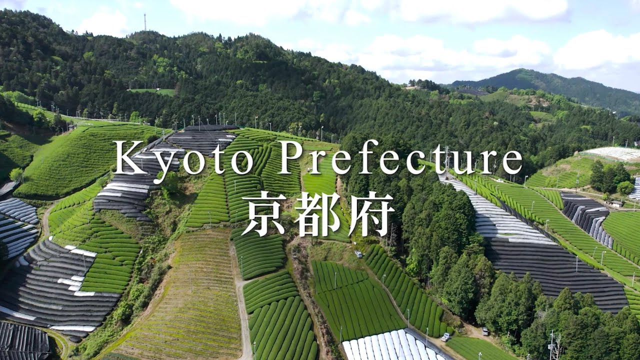 Tea Regions of Japan – Kyoto Part 1 (Overview) 京都茶の概要