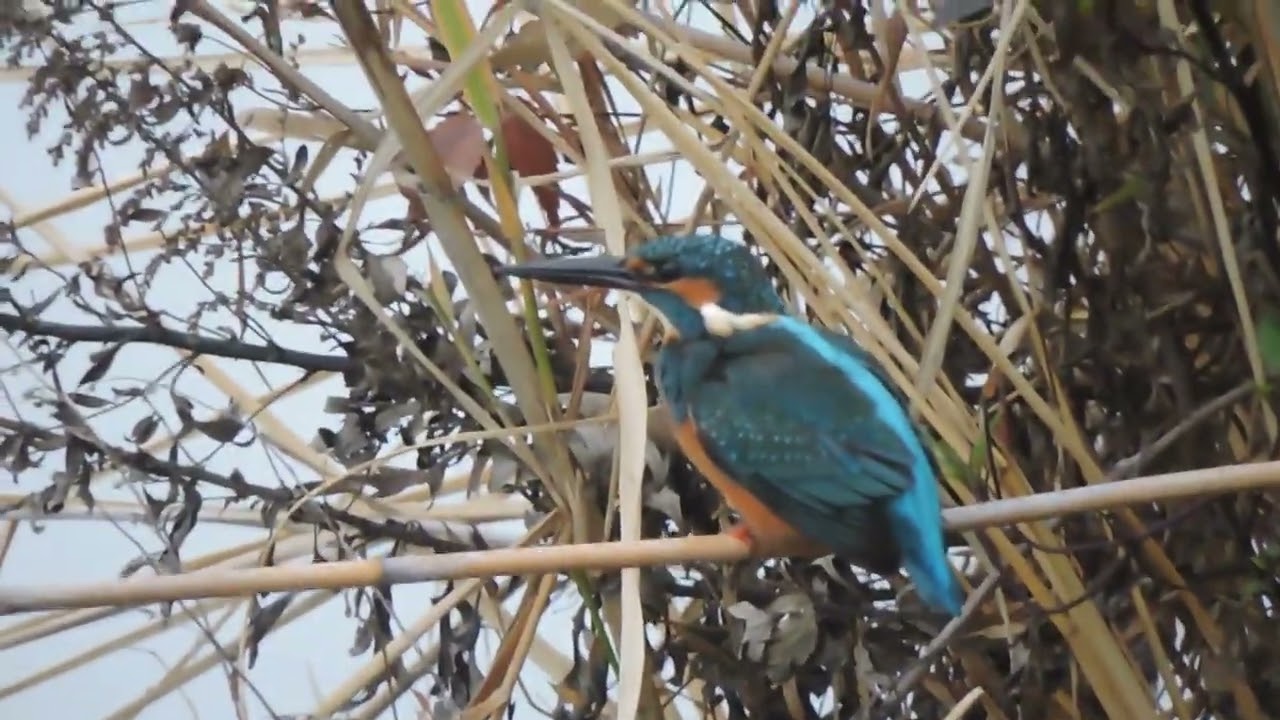 2025.12.25    浮間舟渡鳥散歩・カワセミ