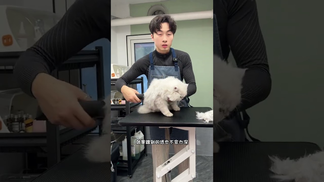 Finally I got a super cute and clingy long-haired golden tabby but to be honest it looks a