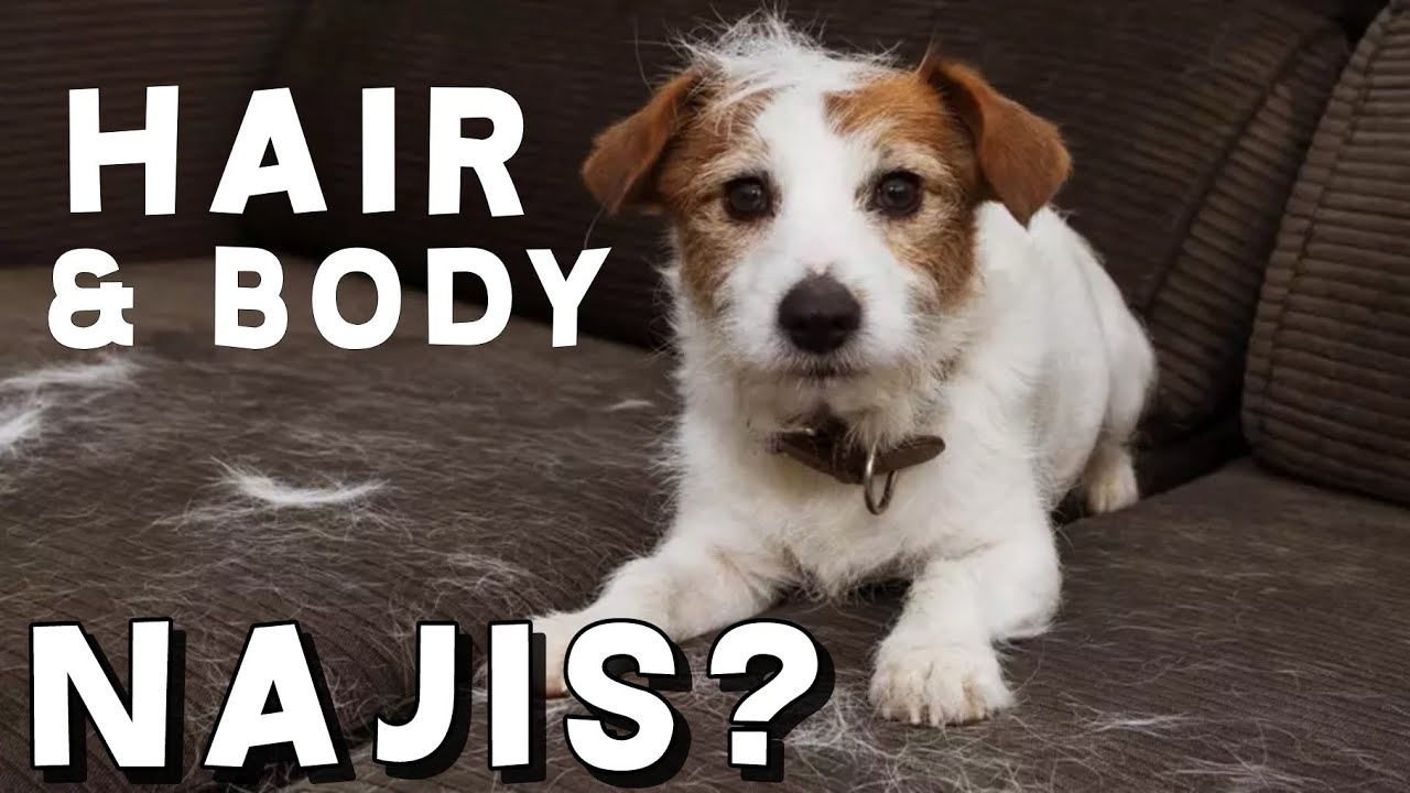 Is the Dog's Body & Hair Najis? My parents have a dog & spread impurity everywhere , how to live?
