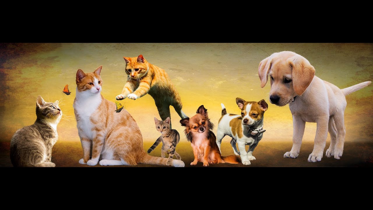 Funny Animal Sounds, the types are birds, parrots, dogs, cats, monkeys, fish, wolves etc.