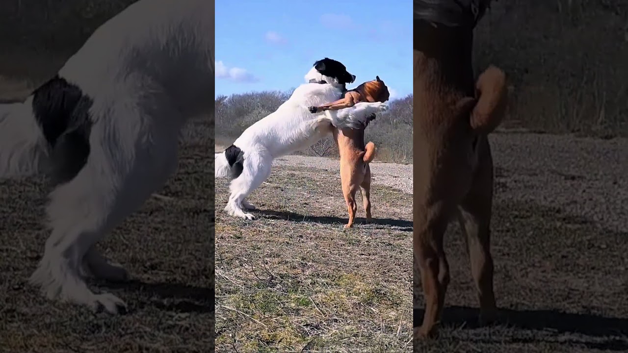Mille's judo training pays off #landseer #sharpeidog #judo #kungfupanda