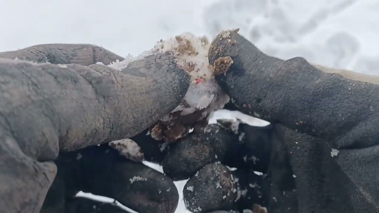 På jagt af bondens guldring skuffende runde