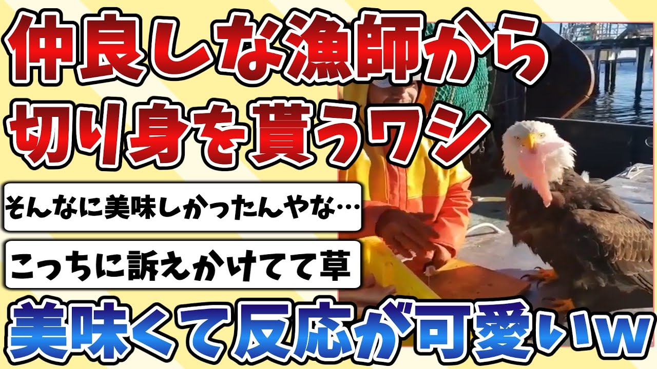 【2ch動物スレ】仲良しな漁師さんから魚の切り身をもらった『ワシ』あまりにも美味しすぎて反応が可愛いと話題にｗｗｗ