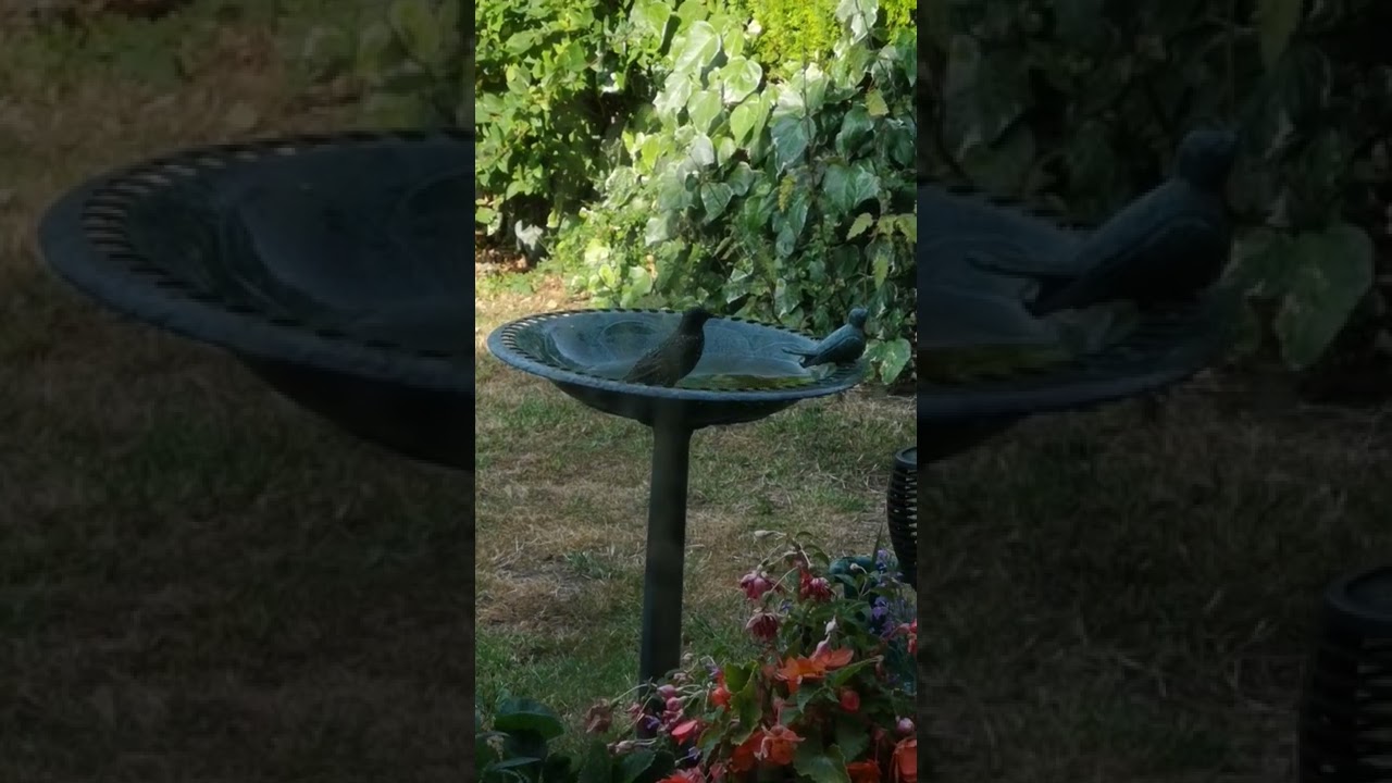 early morning bath 