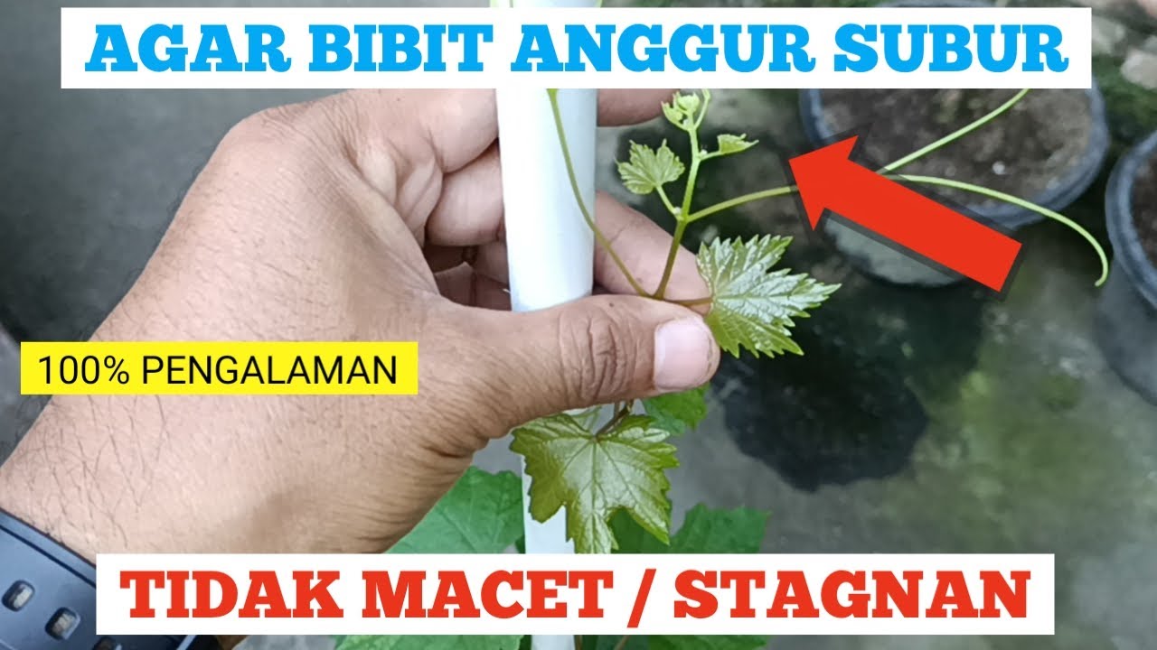 Agar Bibit Anggur SUBUR tanpa macet atau stagnan