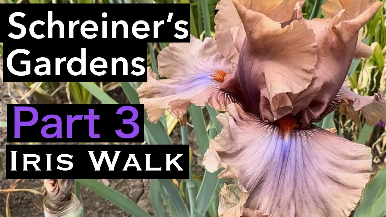 Schreiners Iris walk. #iris #perennial #gardening