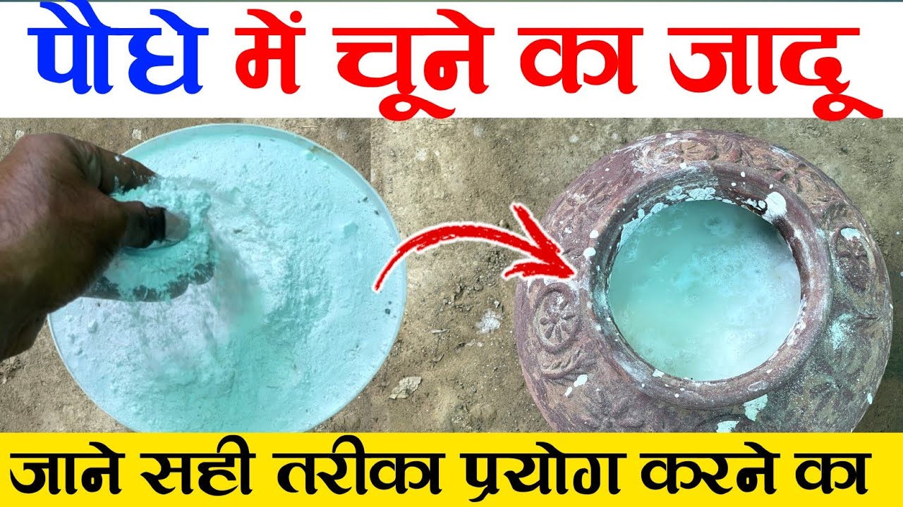 पौधे में चूने का जादू | Lime Uses In Plant | कैल्शियम की कमी को दूर करें | Lime used in agriculture