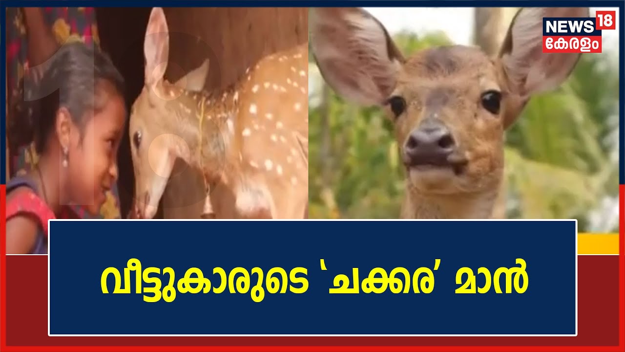 കിടപ്പും നടപ്പും രമേശനോപ്പം; കാടിറങ്ങി വീട്ടിലെത്തിയ ചക്കര എന്ന പുള്ളിമാൻ