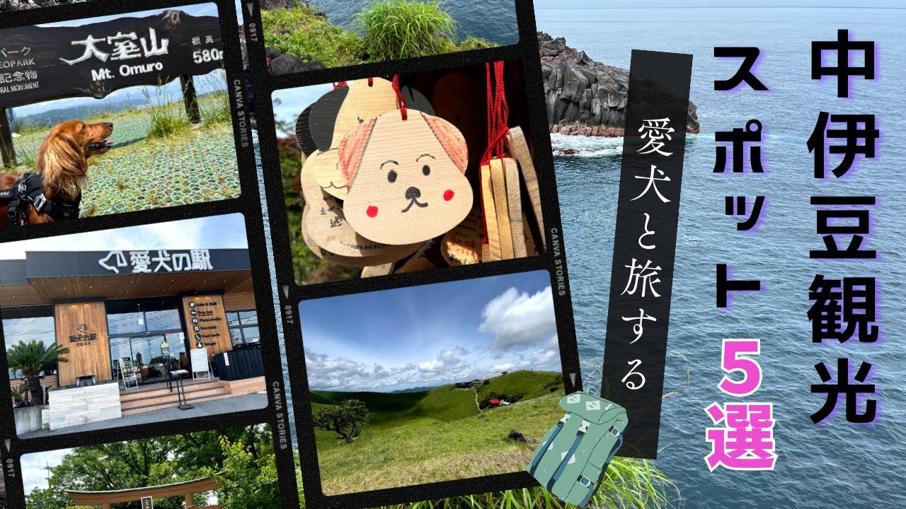 中伊豆観光スポット5選withワンちゃん